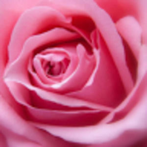 Meet your Posher, Anallely